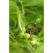 Khadi NEEM HARMONY Ayurvédikus hajolaj (50 ml)