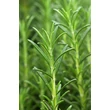 Khadi VITALITY GROW Ayurvédikus hajolaj (50 ml)