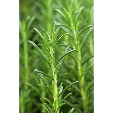Khadi VITALITY GROW Ayurvédikus hajolaj (50 ml)